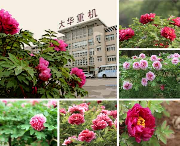 大華重工牡丹花會破碎機優惠活動-公司概括